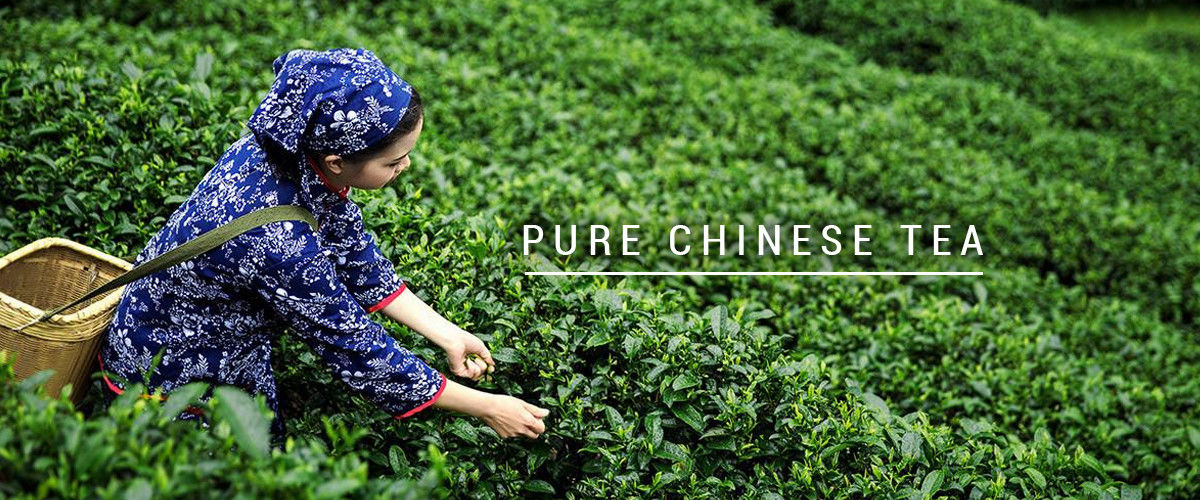 China best Organic Oolong Tea on sales